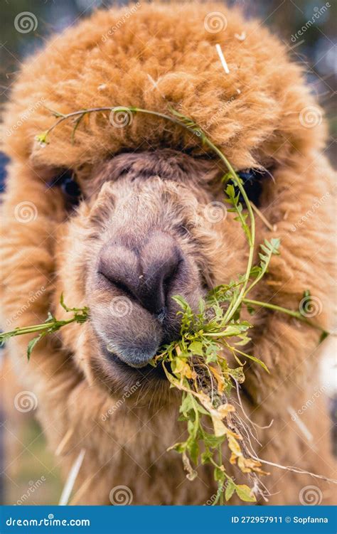 Grass Munching Brown Woolly Alpaca With A Cleft Upper Lip. Funny Llama ...