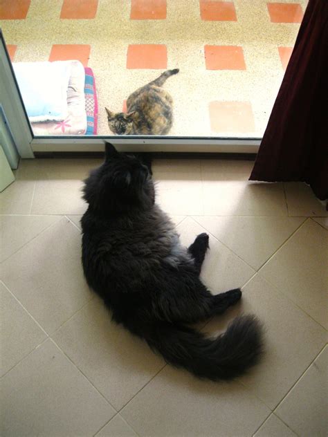 Новая подружка - Кошка :)