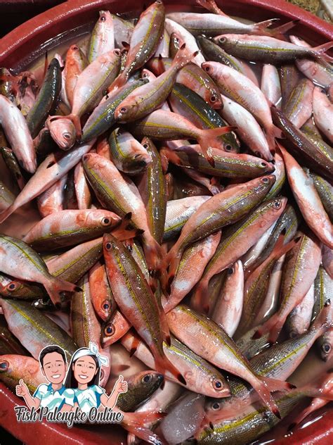 dalagang bukid bilog dalagang bukid kg lazada ph