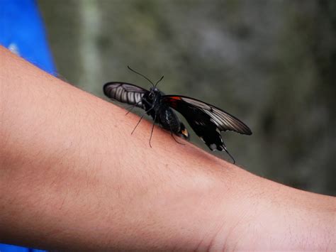 Butterfly Exhibit at the Franklin Park Conservatory and Botanical