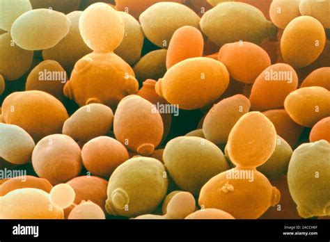 Yeast cells. Coloured scanning electron micrograph (SEM) of budding ... 