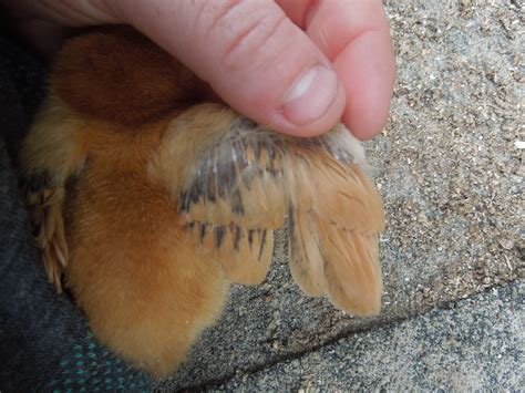 Is anyone good at wing sexing? | BackYard Chickens - Learn How to Raise