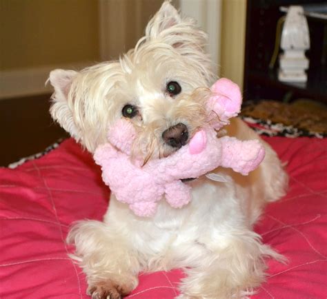 How Long Can A Dog Go Without Food When Sick - foodsba