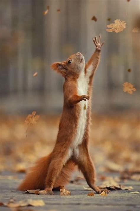 roliga djur ideer roliga djur djur roligt