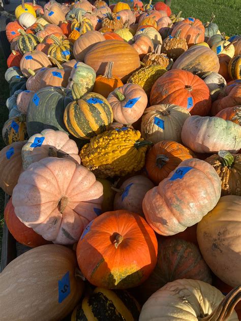 Parkside farm Hadley Road events are attracting thousands this weekend 13