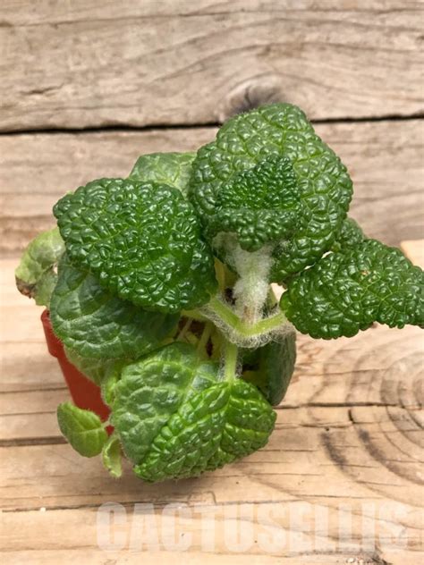 SHPR9492 Sinningia bullata – Cactus-online