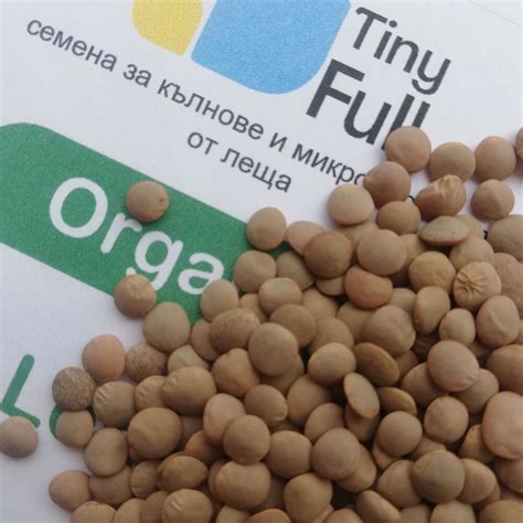 Био семена от Леща (Bio Lentil)