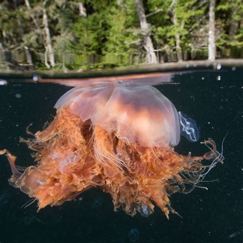 Largest Sea Creature