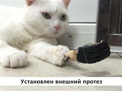 Протезирование конечностей у животных | Ветеринарная клиника БЭСТ в ...