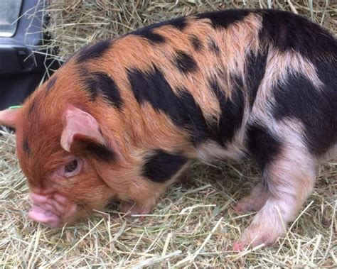 Colour – The British Kunekune Pig Society