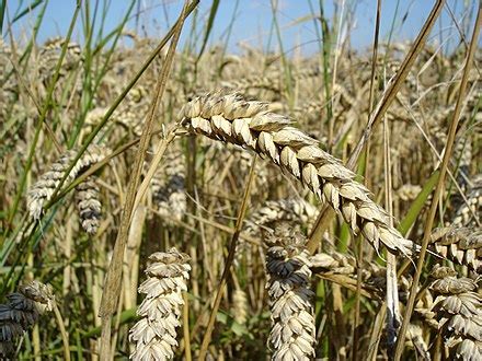 Satellite crop monitoring - Wikipedia