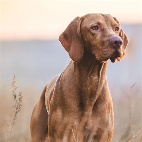 Beef Curls | Hollings Pet Treats
