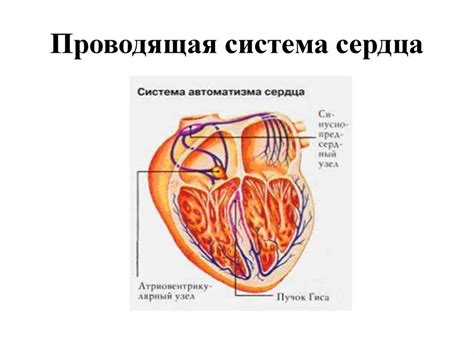 Анатомия и физиология сердца - презентация онлайн