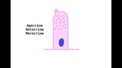 apocrine holocrine merocrine glands youtube