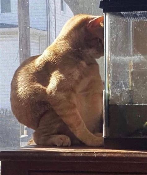Chonk - 9GAG