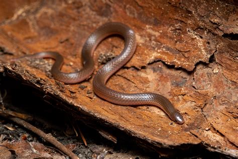 Eastern Worm Snake