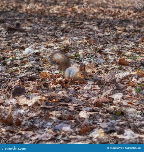 Squirrel with Nuts in Fall Foliage Stock Photo - Image of brown, leaves ...