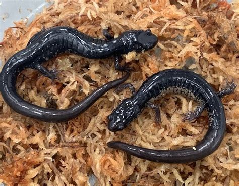 Salamanders For Sale