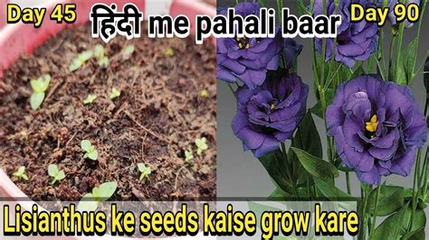 How to grow Lisianthus from seeds : Lisianthus के बीज कैसे उगाए - YouTube