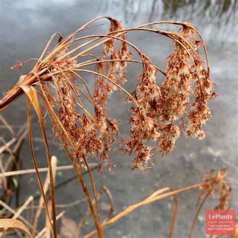 Камыш (Scirpus) — описание, выращивание, фото | на LePlants.ru