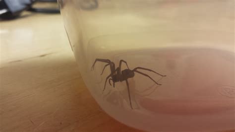 Brown Recluse! | Let's Do Something Cool...