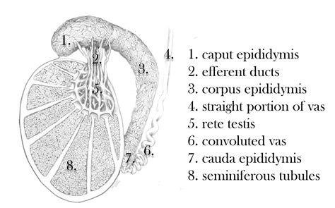 testicular anatomy center  male reproductive medicine microsurgery