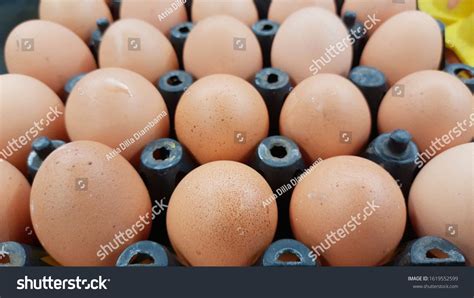 safe egg images stock  vectors shutterstock