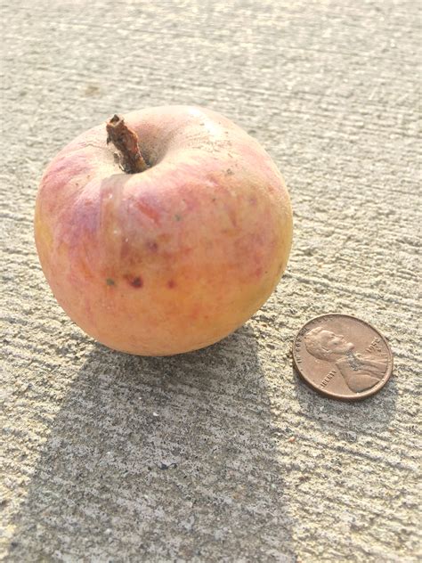 I found a tiny apple next to the sidewalk. : r/mildlyinteresting