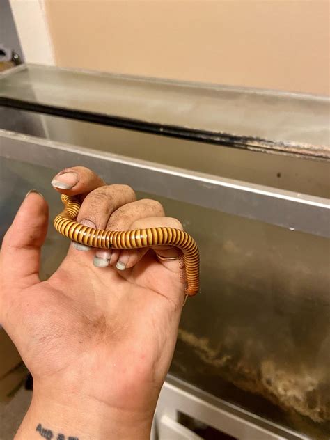 Ok ok one more post of my millipede I got today. They’re so cute! : r