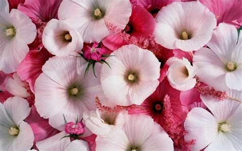 Download "Hollyhocks" wallpapers for mobile phone, free "Hollyhocks" HD ...