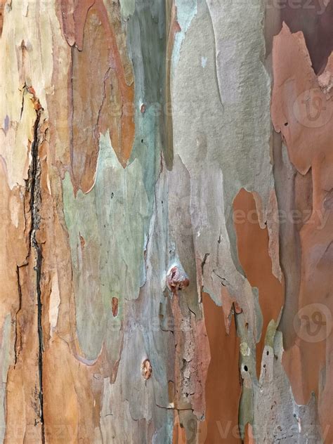 smooth bark tree 5