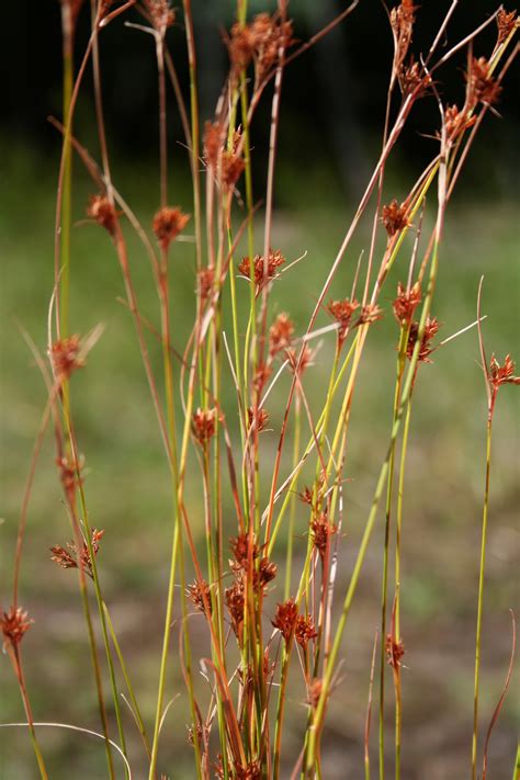 Rhynchospora Mesoatlantica (Cyperaceae), an imperiled new species of