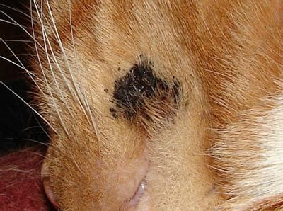 Cat Skin Infection Care and Treatment