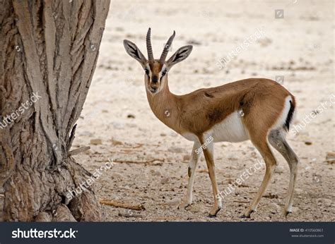 Gazelle Dorcas: Over 561 Royalty-Free Licensable Stock Photos ...