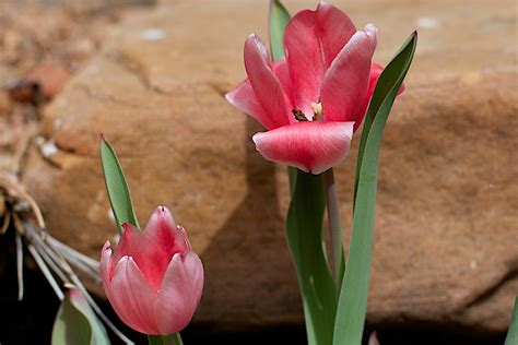 รูปภาพ : ปลูก, กลีบดอกไม้, ดอกทิวลิป, พฤกษศาสตร์, firsttulip, พืชดอก ...