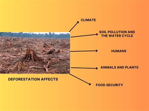 deforestation affects  environment sigma earth