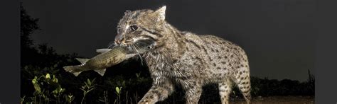 The Fishing Cat