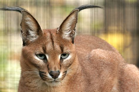 Каракал (лат. Caracal caracal)