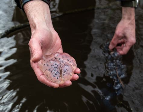 Vernal pool data logging – Long Driveway