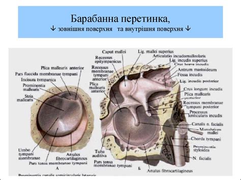 Будова присінково-завиткового органа; слухового та стато-кінетичного ...