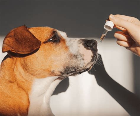 Trilostane for Dogs and Cats: Uses, Side Effects, and Dosage - PetHelpful