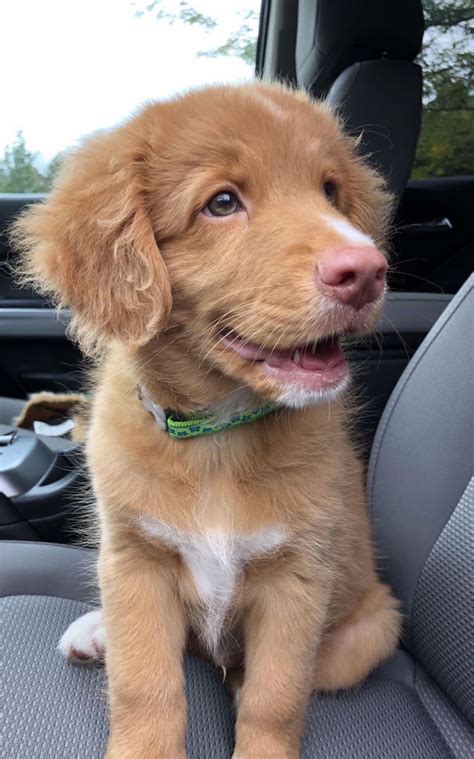 Adorable Puppy in the Back Seat of a Car