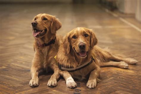 Como Acalmar Cachorro Que Quer Cruzar