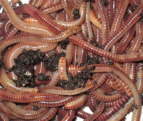 Worms history and some interesting facts