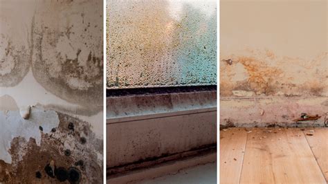 damp  buildings   glance