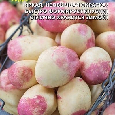 Картофель Пикассо «Уральский дачник» 🏆 – купить семена в Перми