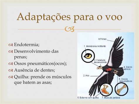 Cite Algumas Adaptações Das Aves Que Possibilitam O Voo - PPT - AVES- Fisiologia PowerPoint Presentation, free download - ID:6889184
