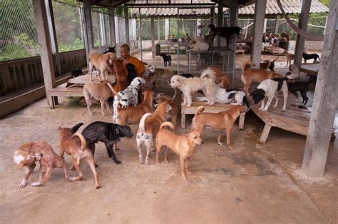unlocking  dogs breeds  created  evolved naturally