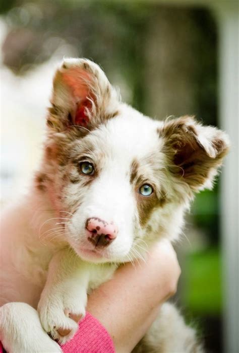 Red Merle Border Collie Puppy | Бордер-колли, Австралийская пастушья ...