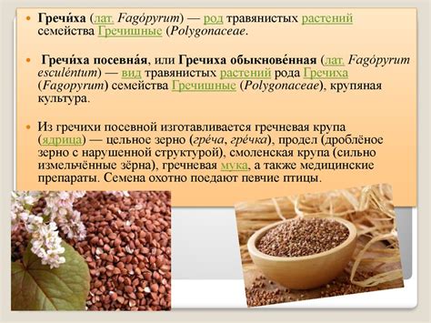 Гречиха посевная - презентация онлайн